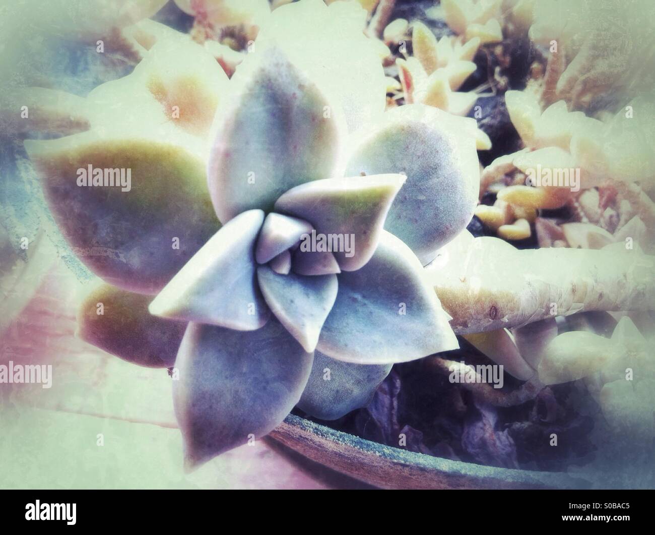 Bromeliad plant in the pot - Smartphone Captured Stock Image