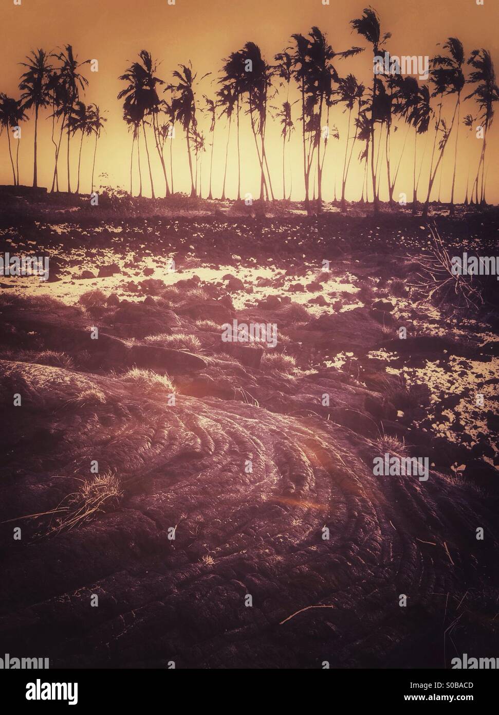 Palm trees growing on top of old lava rocks in Hawaii - Smartphone Captured Stock Image Palm trees growing on top of old lava rocks in Hawaii - Smartphone Captured Stock Image