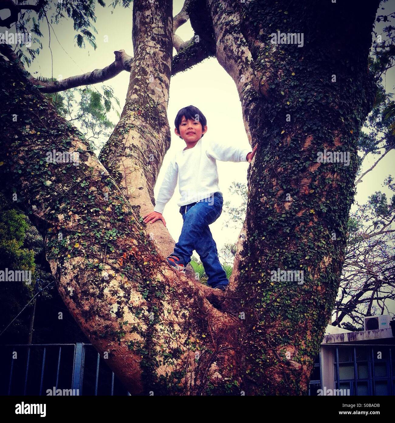 So proud. Climbing tree best of the world! - Smartphone Captured Stock Image