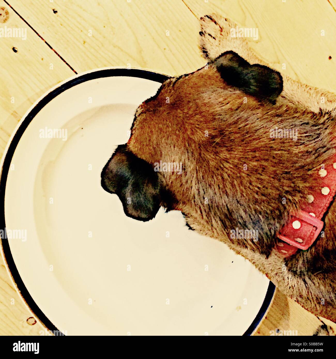 Border Terrier licking plate - Smartphone Captured Stock Image