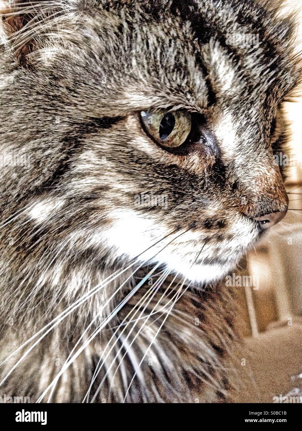 HDR tabby cat in a thoughtful pose - Smartphone Captured Stock Image