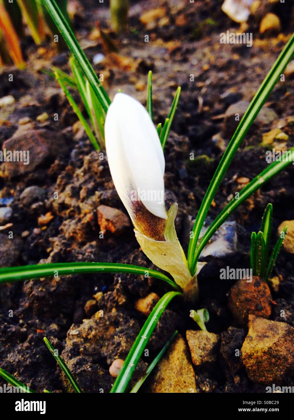Early crocus - Smartphone Captured Stock Image