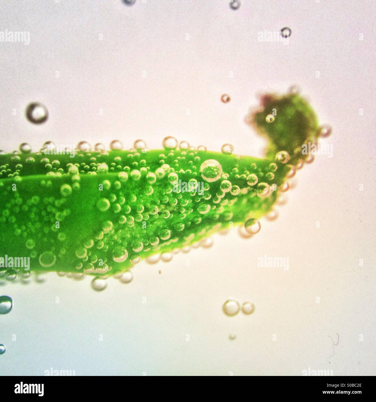 Colour change on chilli pepper in water Stock Photo - Alamy