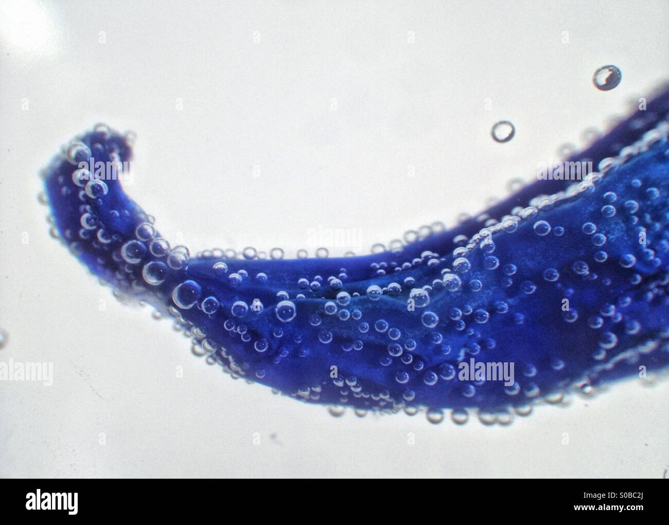 Colour change on chilli pepper in water Stock Photo - Alamy