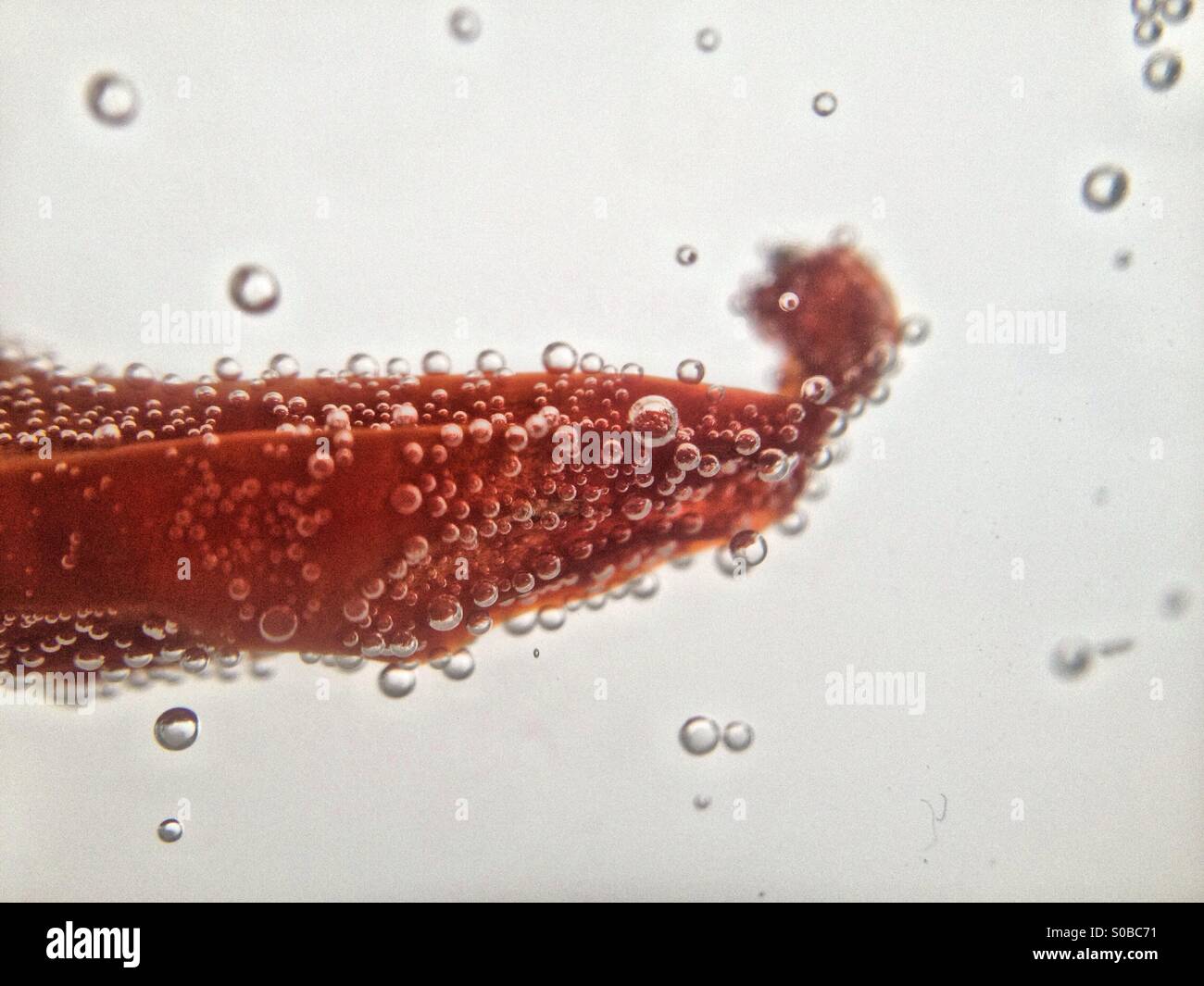 Chilli pepper in water Stock Photo Alamy