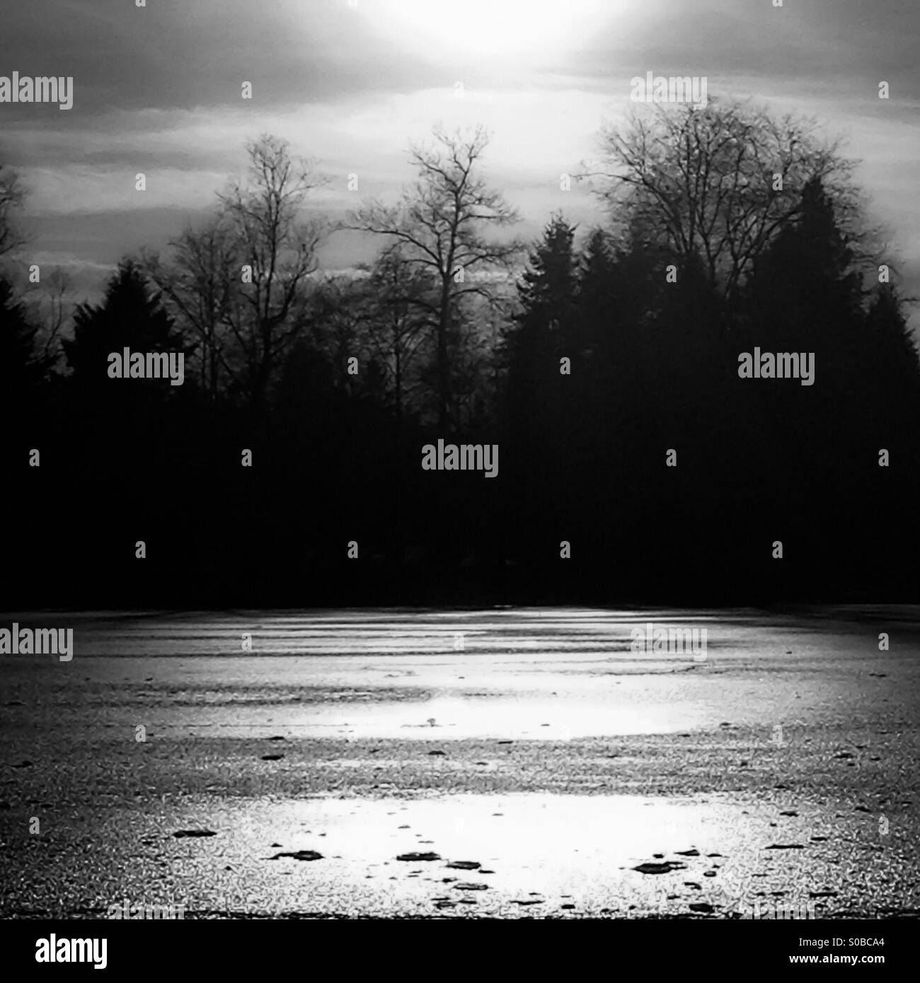 Winter silhouette in black and white. - Smartphone Captured Stock Image