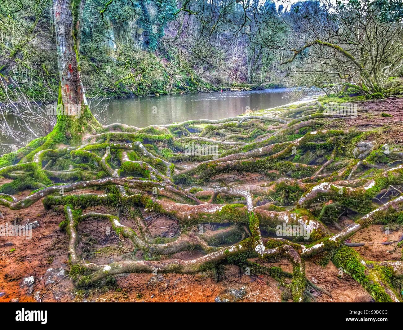 Mossy Tree Roots High Resolution Stock Photography and Images - Alamy