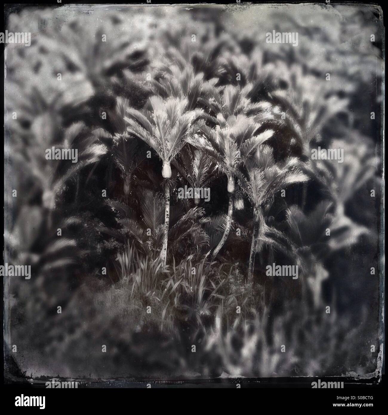 Nikau palm trees on the Heaphy Track near Karamea in west coast New Zealand. Also part of Kahurangi National Park. - Smartphone Captured Stock Image