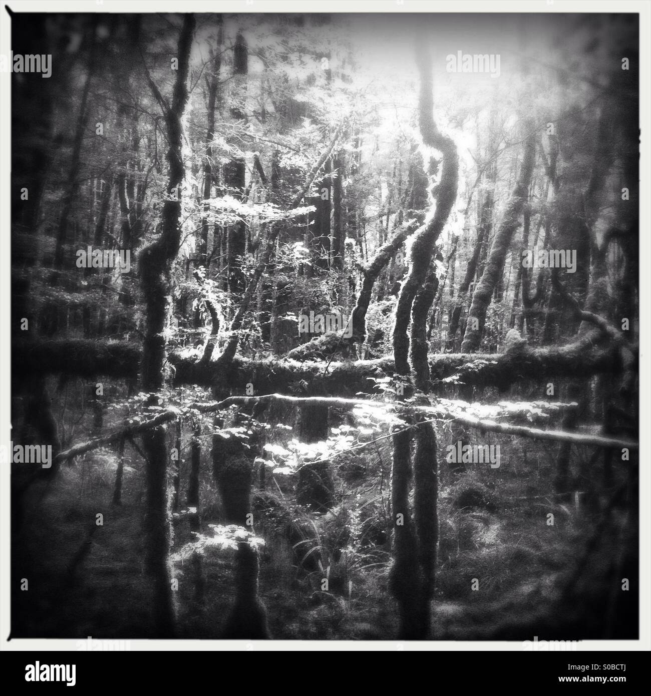 Sunlight in trees covered in moss and lichen in ancient beech forest near Milford Sound, Fiordland National Park, South Island, New Zealand. - Smartphone Captured Stock Image