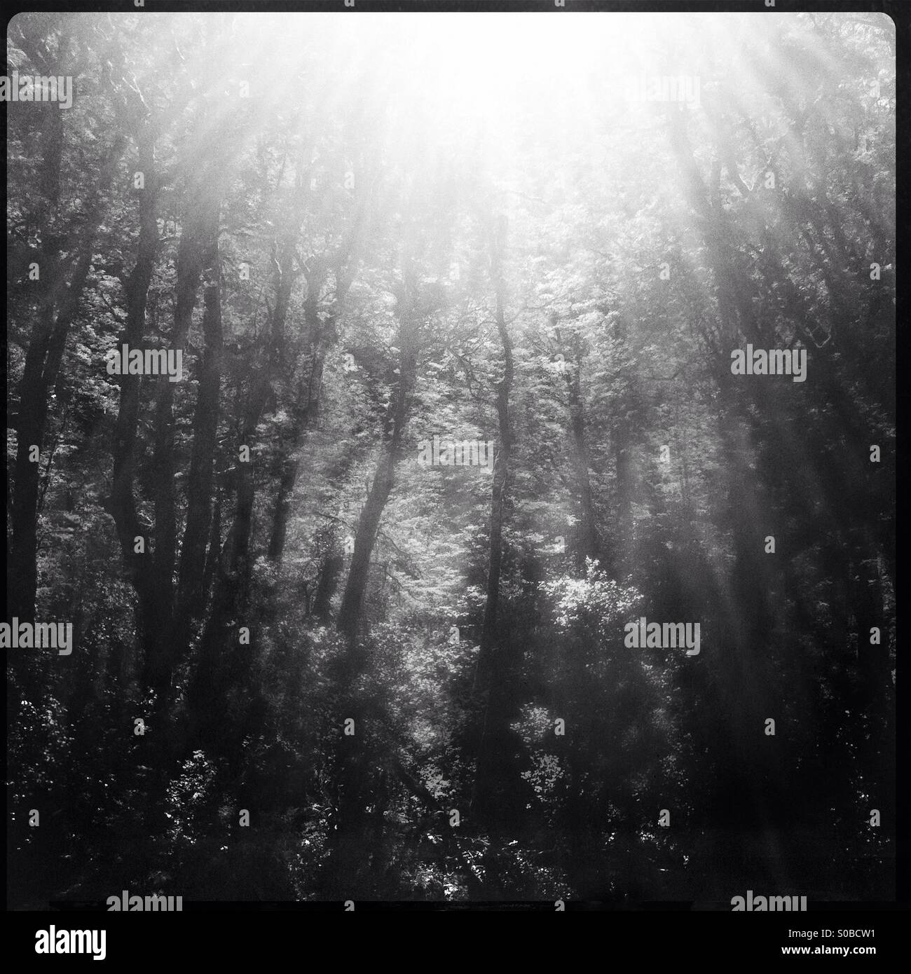 Sunlight bursting through forest in Fordland, New Zealand - Smartphone Captured Stock Image