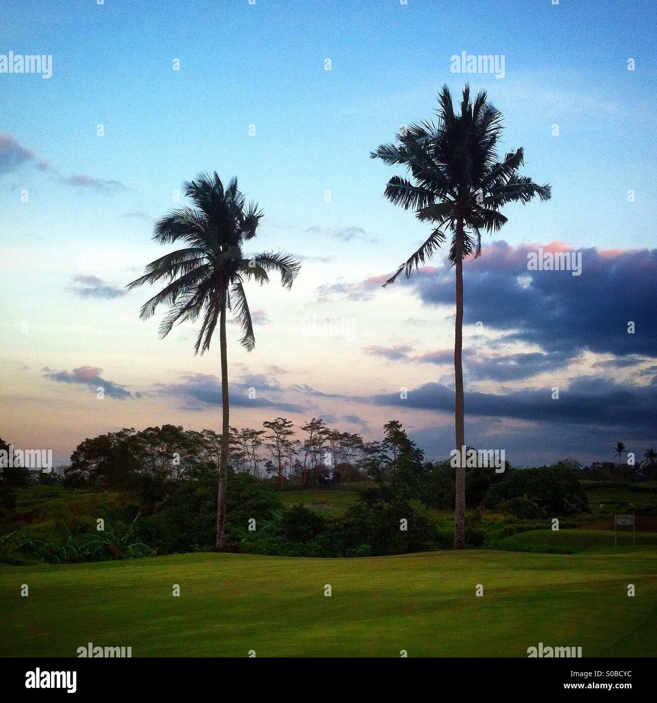 Two palm trees in a gold court - Smartphone Captured Stock Image
