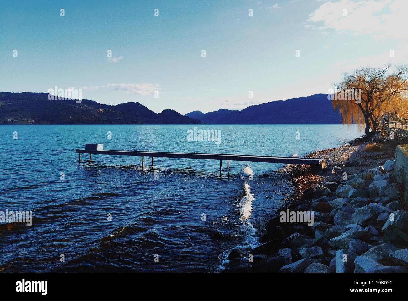 Late afternoon winter sun is highlighting the Willow tree sitting on the lake shore. The fishing dock expands into the cool waters of the lake surrounded by mountains. - Smartphone Captured Stock Image