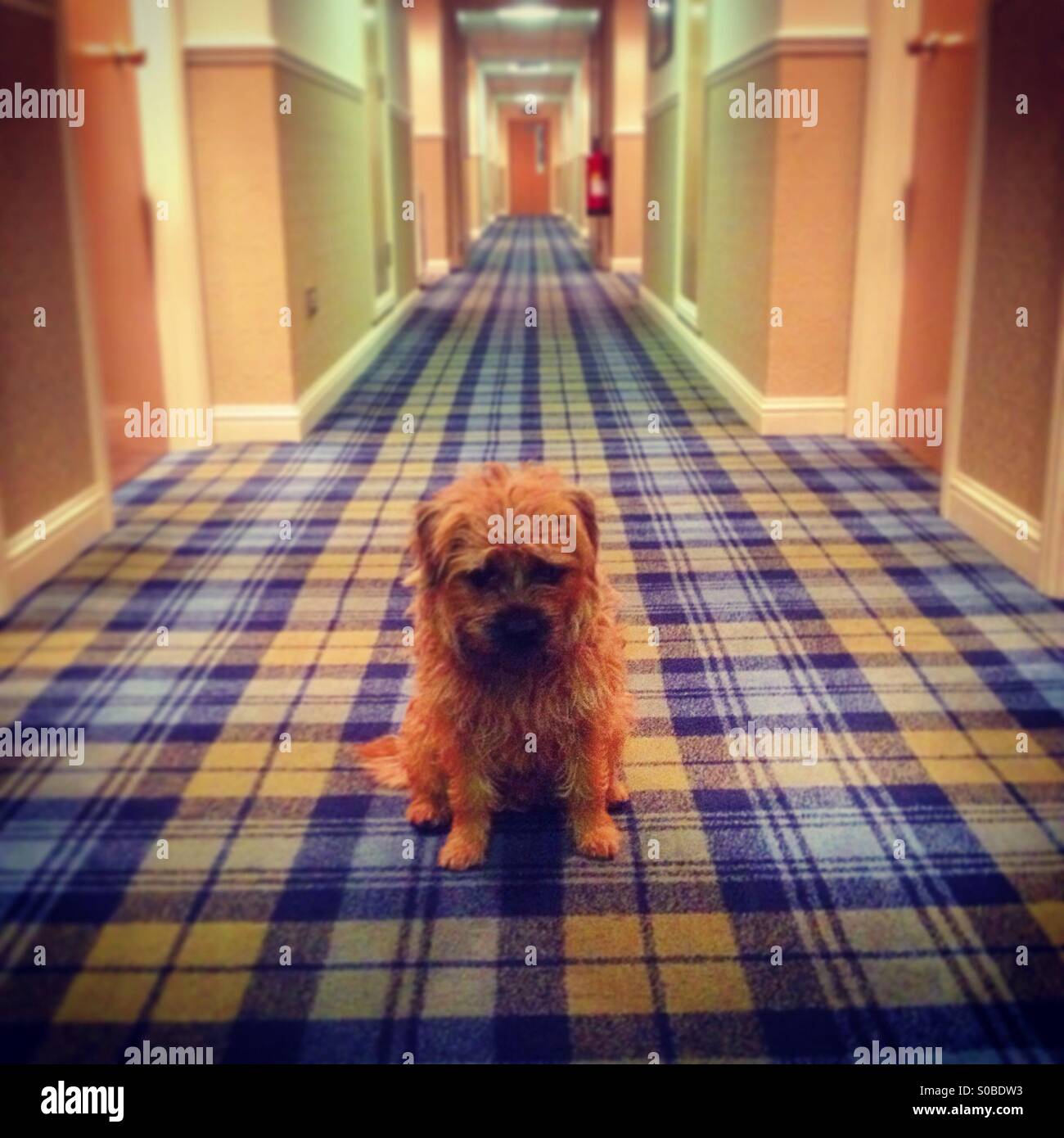 Lost in a hotel Stock Photo Alamy