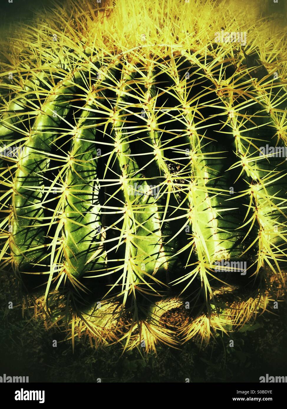 Golden Barrel cactus Stock Photo - Alamy