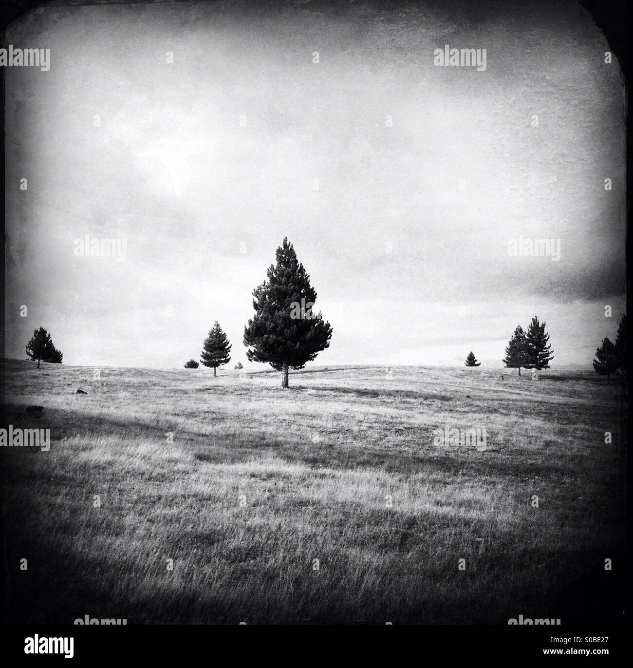 Lone for tree in a field of grass with some other for trees in the background - Smartphone Captured Stock Image