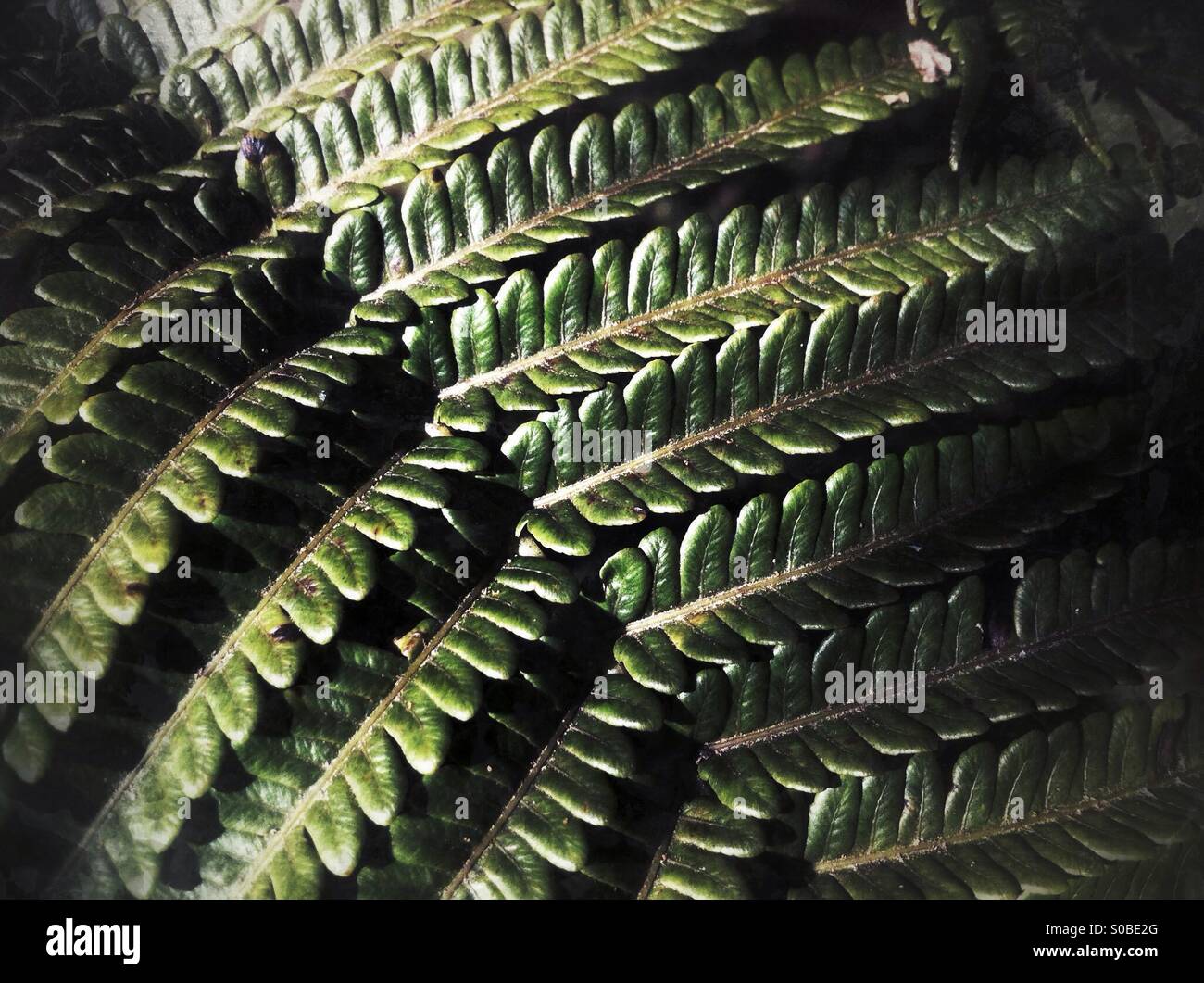 Detail of a large leaf of Hawaiian giant fern - Smartphone Captured Stock Image
