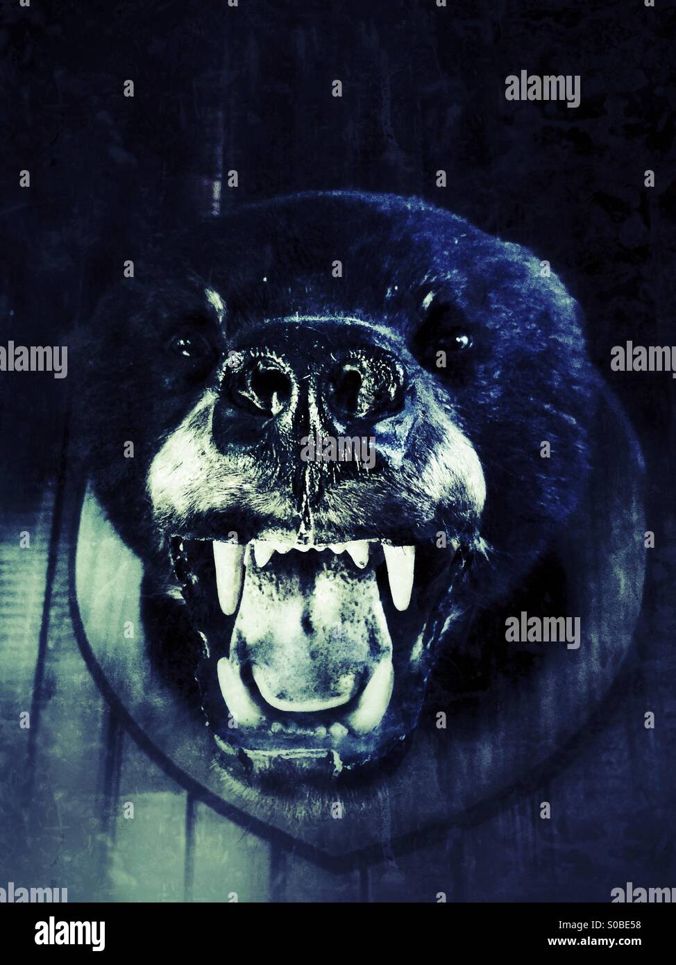 Mounted Bear Head Stock Photo - Alamy