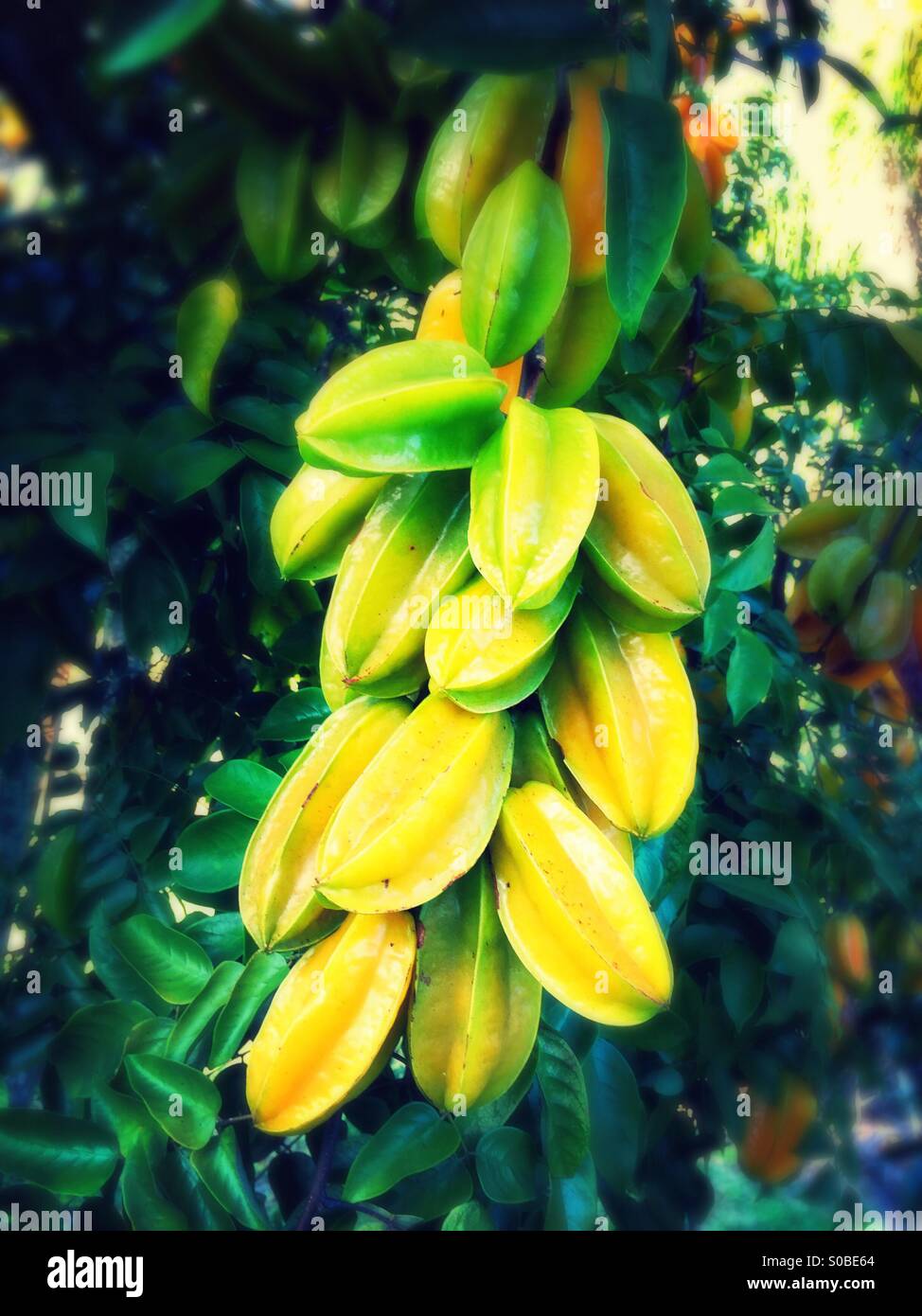 Star fruit tree Stock Photo - Alamy
