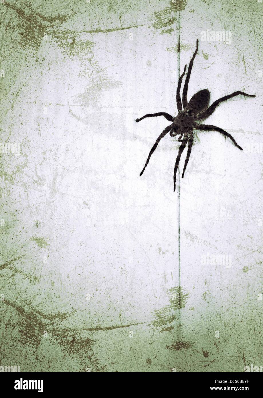 Wolf spider. Distressed edit. - Smartphone Captured Stock Image