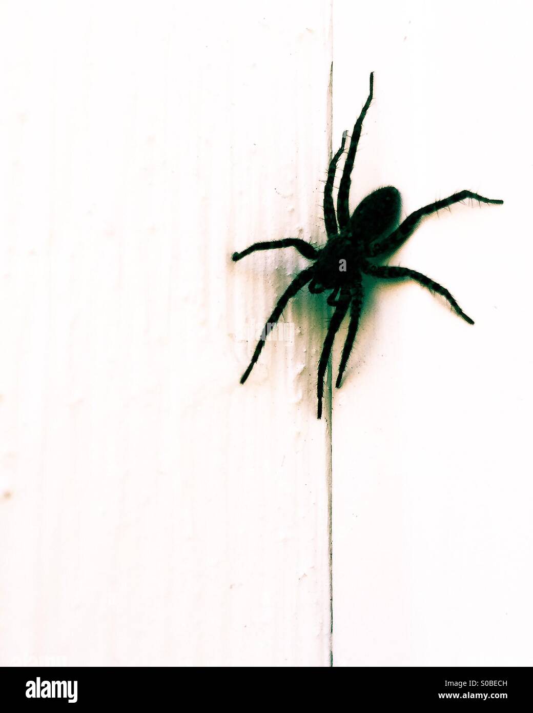 Black wolf spider. - Smartphone Captured Stock Image