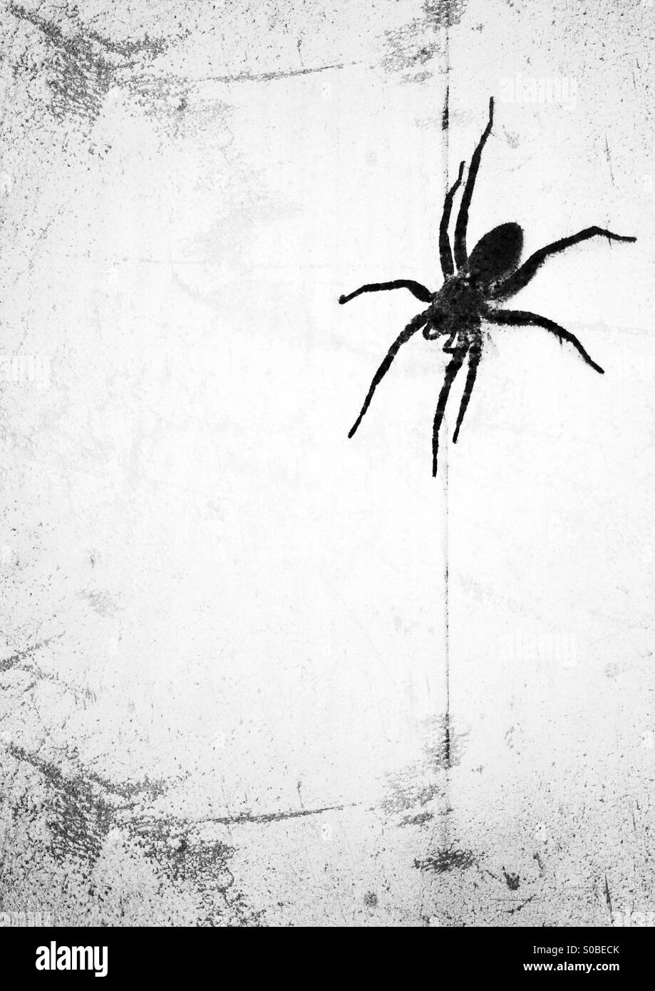 Wolf spider; distressed edit in black and white. - Smartphone Captured Stock Image