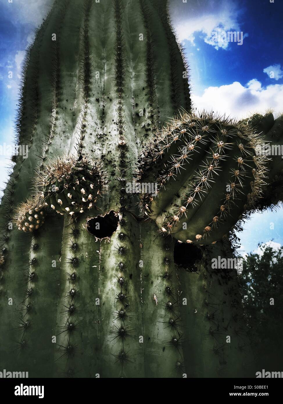 Birds Nest In Saguaro Cactus High Resolution Stock Photography And Images Alamy