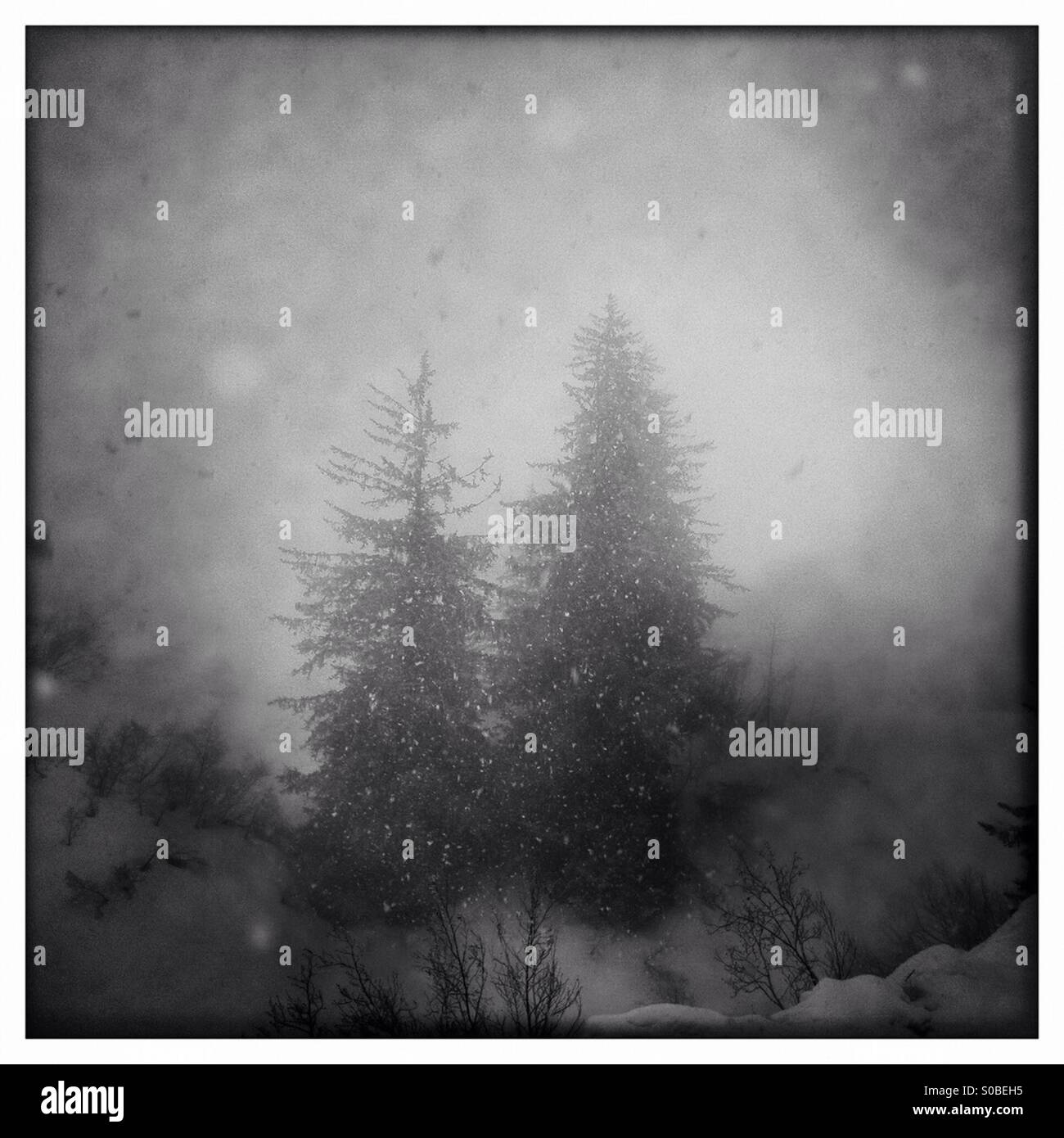 Snowing on fir trees that look like Christmas trees in a snowy