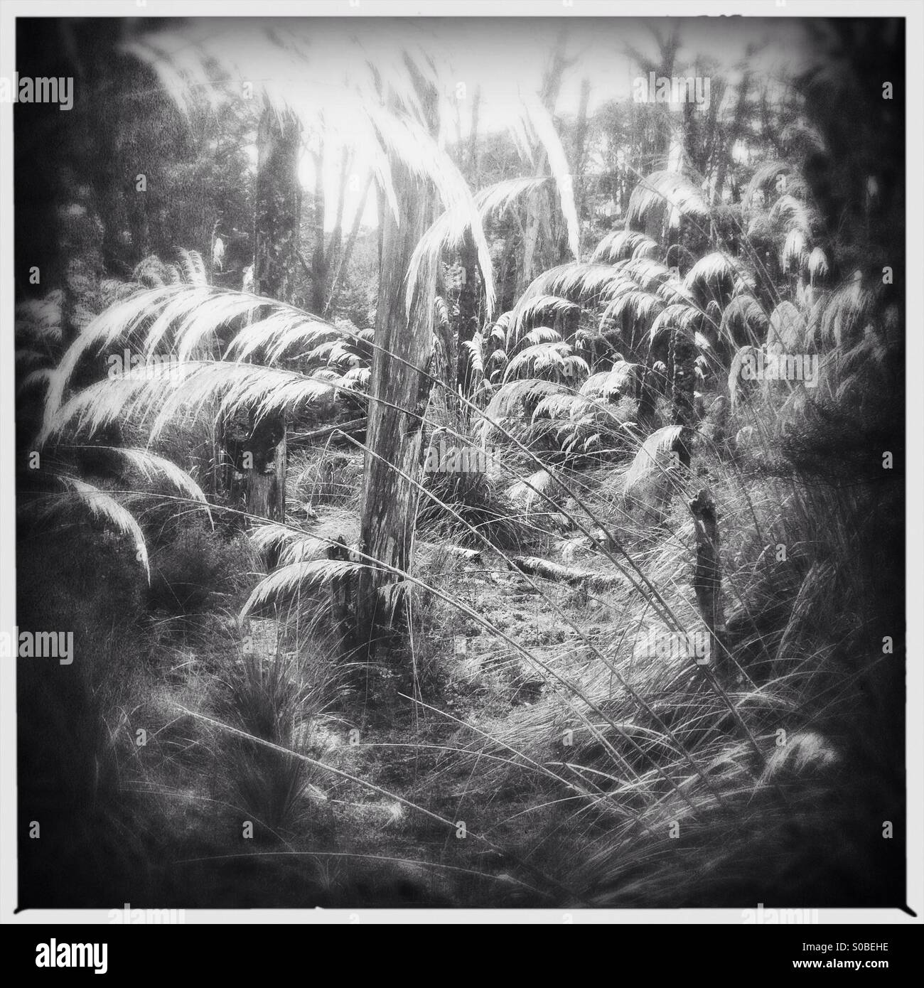 Pampas grass in a swamp surrounded by forest in New Zealand - Smartphone Captured Stock Image