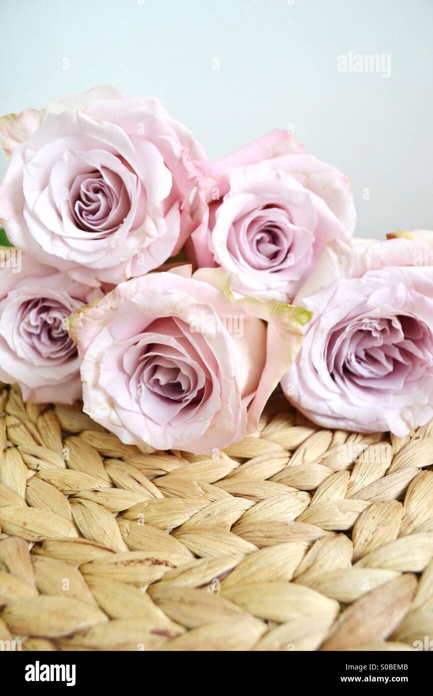 Dusty Pink Roses Stock Photo Alamy