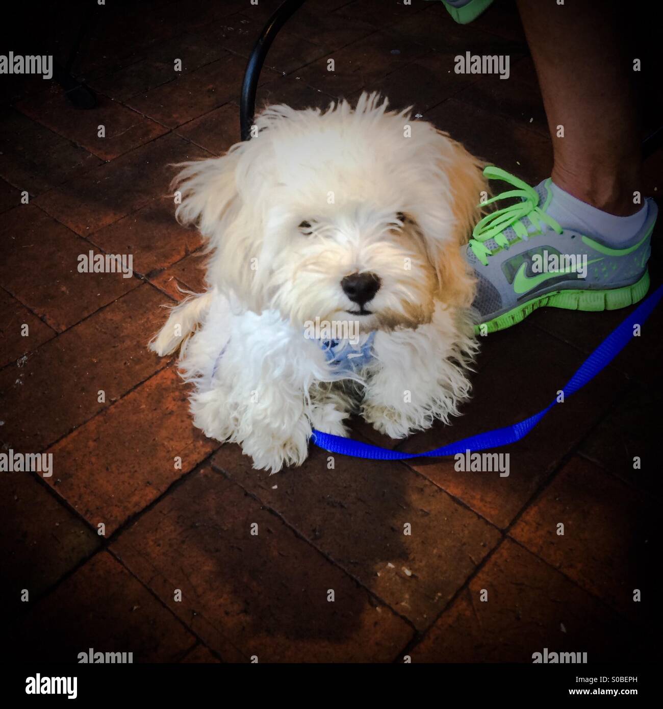 Small white adorable mixed breed fluffy puppy (part Maltese) not allowed inside the restaurant, sidewalk patio dining area only - Smartphone Captured Stock Image