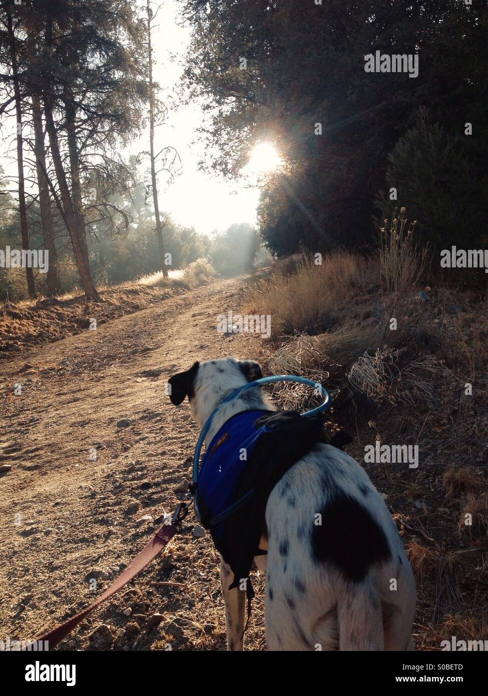 Hike with dog hi-res stock photography and images - Alamy