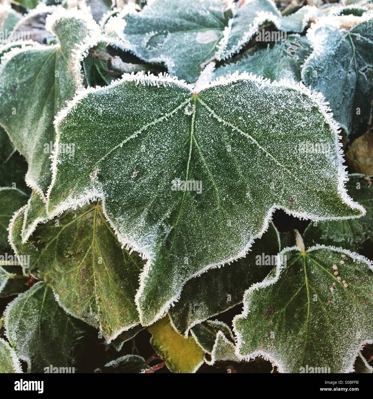 Frost on Ivy Stock Photo Alamy