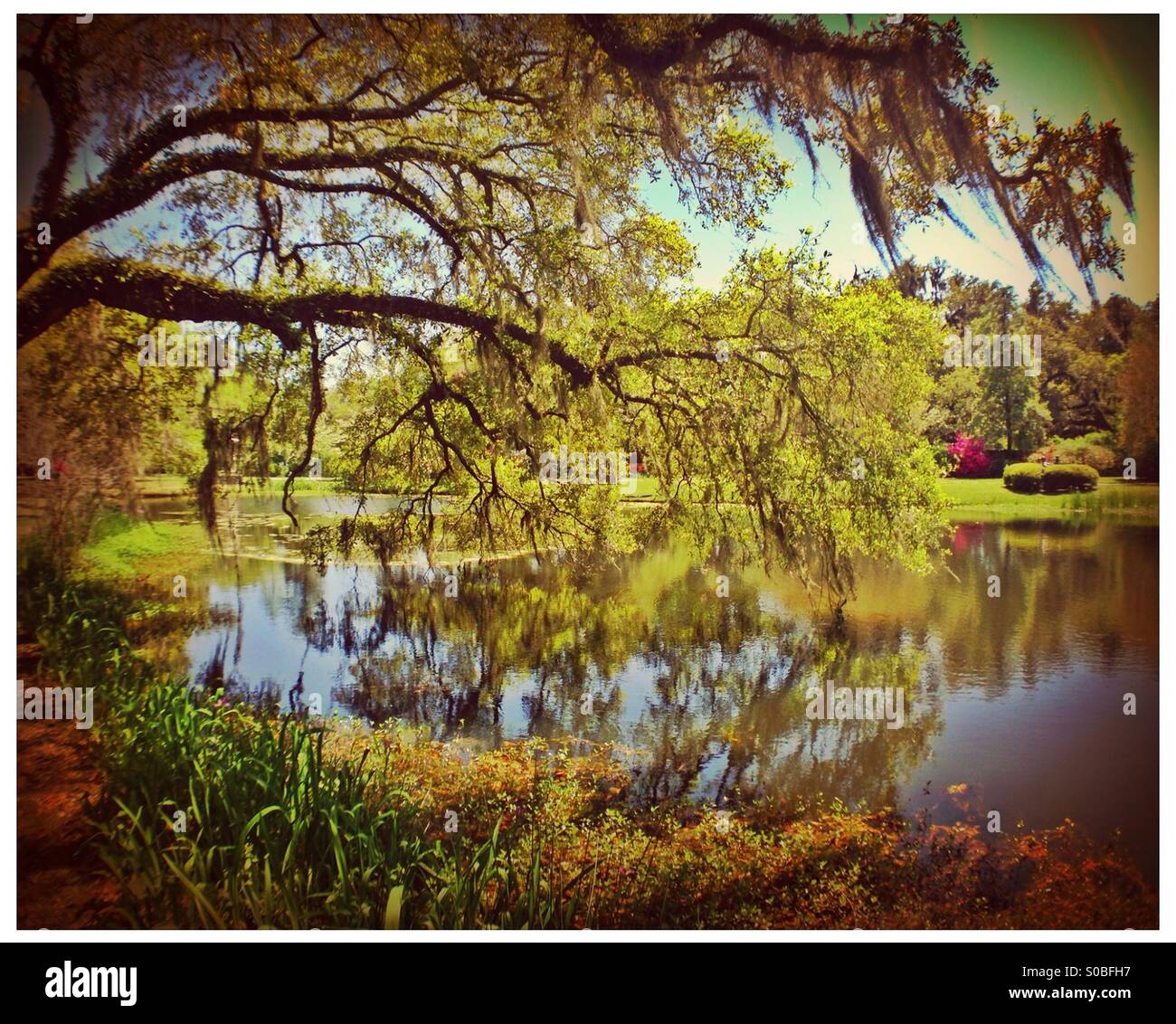 Live Oak tree with Spanish Moss beside pond near Pawley's Island, South