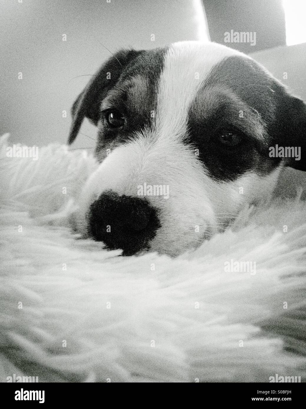 Three-month-old Jack Russell Terrier puppy dog. - Smartphone Captured Stock Image