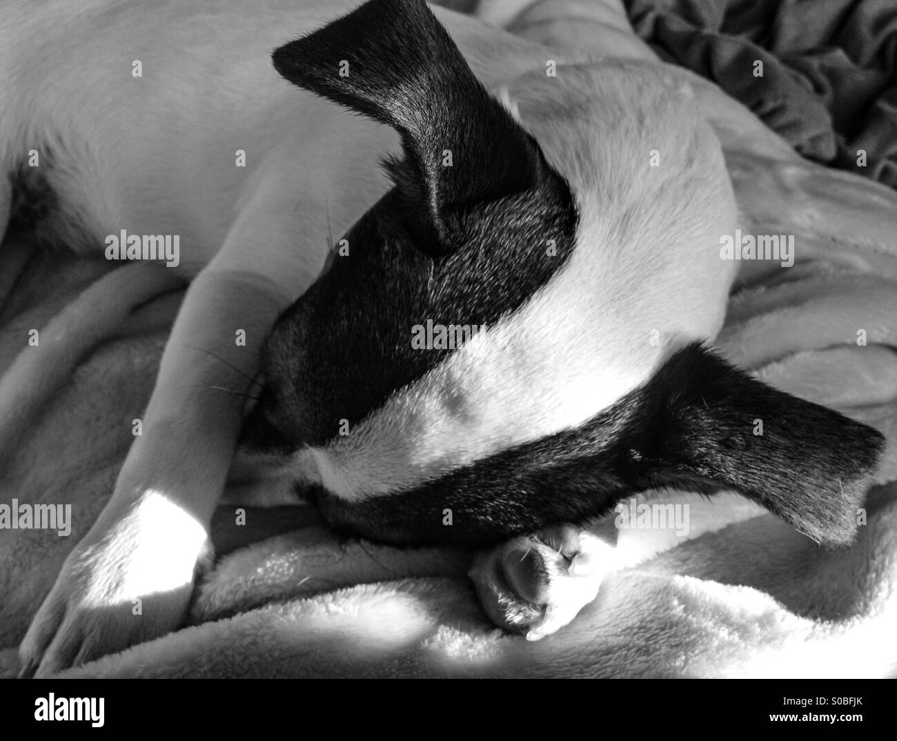 Puppy dog fast asleep, sun shining down on her. Black and white. - Smartphone Captured Stock Image