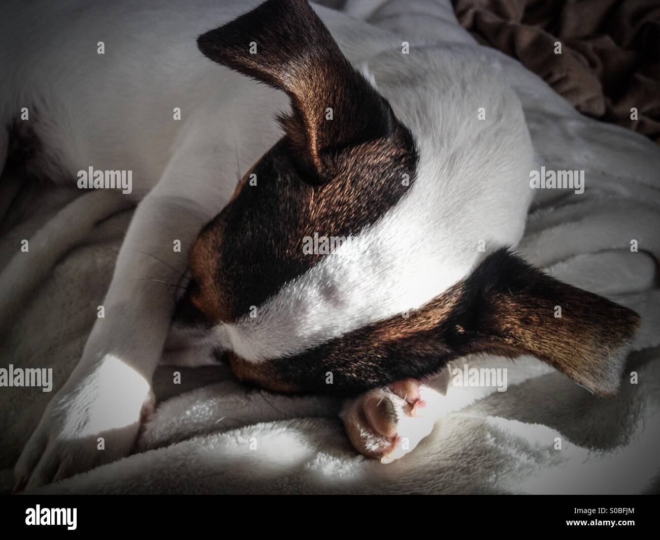 Puppy dog fast asleep, sun shining down on her. - Smartphone Captured Stock Image