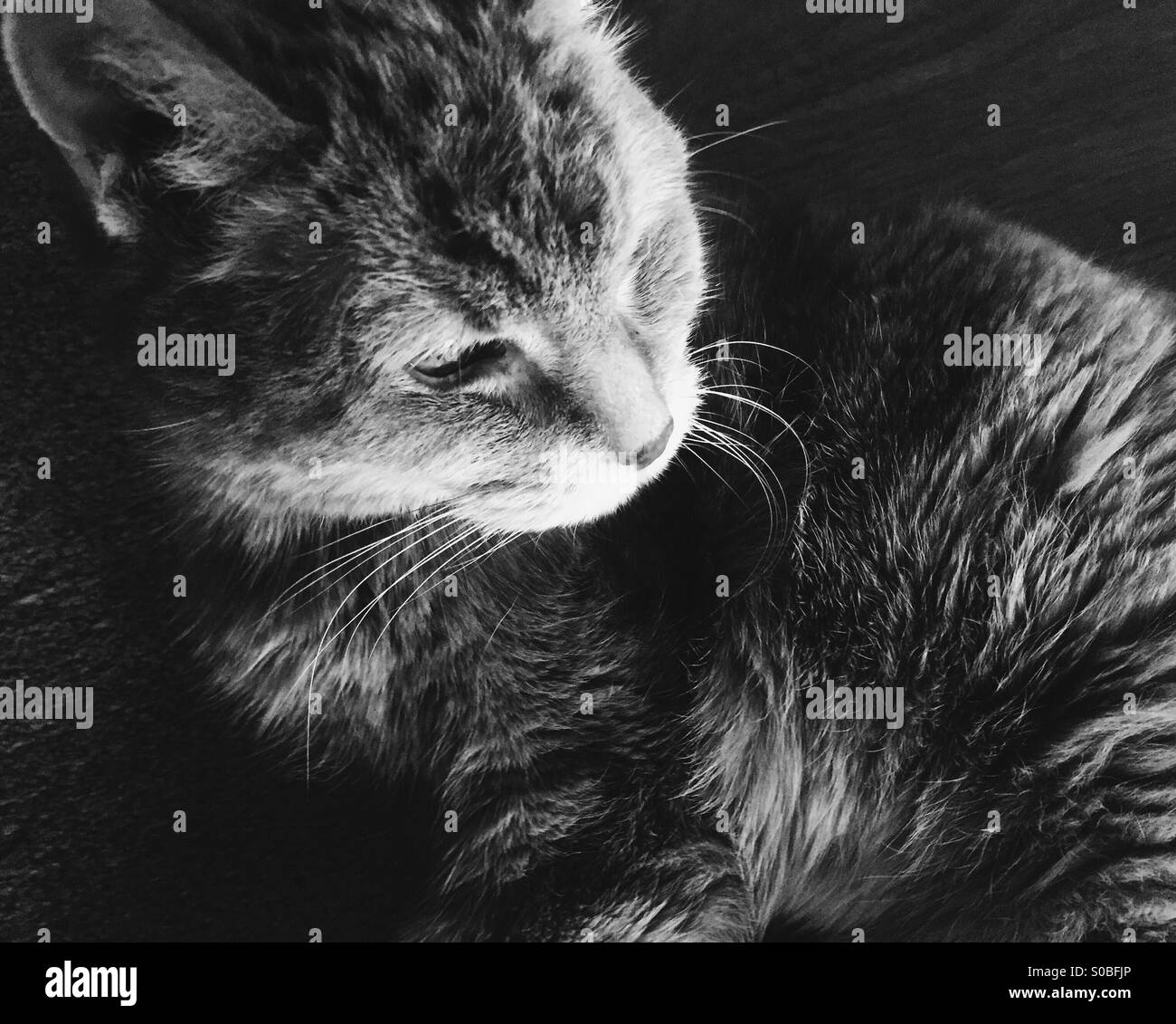 Close up of tabby cat. - Smartphone Captured Stock Image