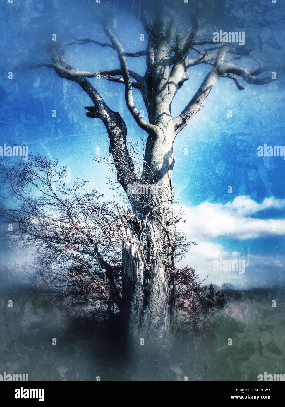 Tree and stump. Sudbrook, Lincolnshire, England. - Smartphone Captured Stock Image