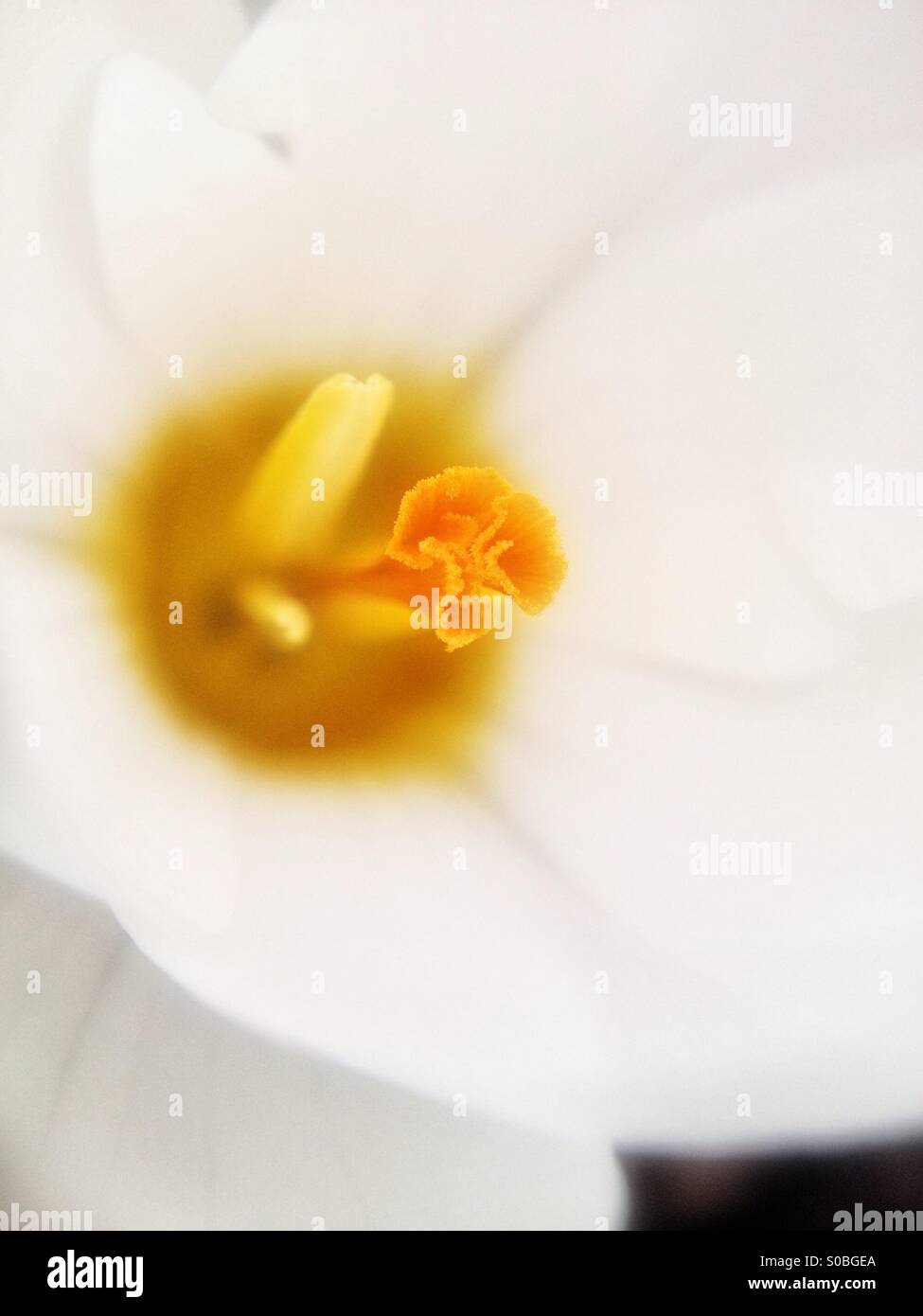 Crocus flower - Smartphone Captured Stock Image