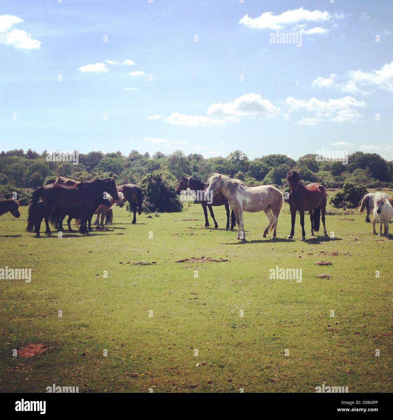 Sunshine and horses hi-res stock photography and images - Alamy