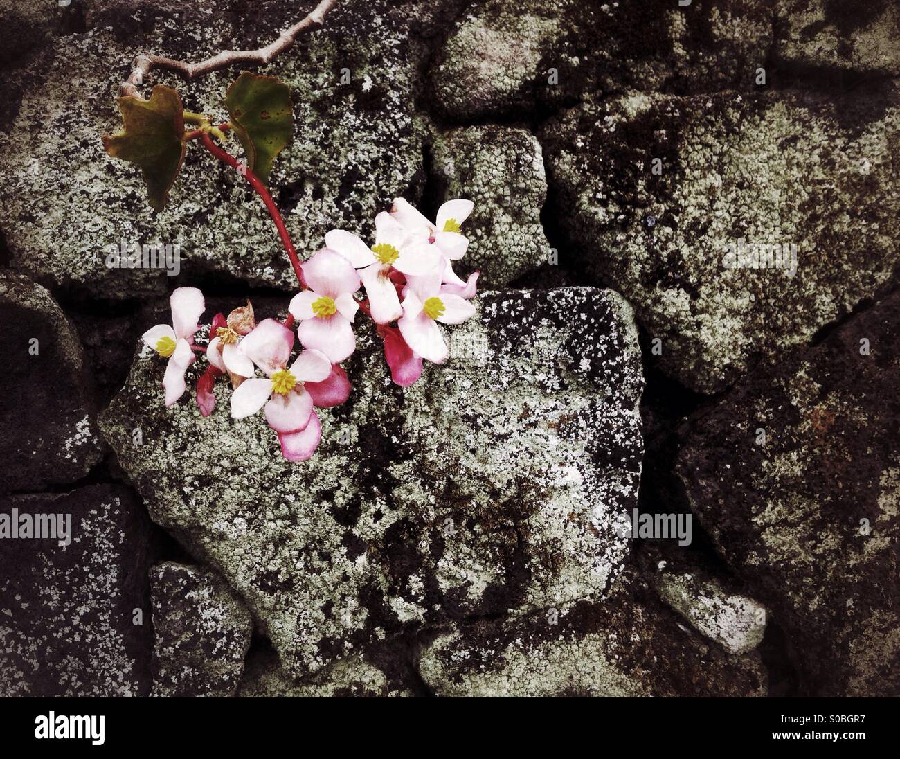 begonia flowers hanging over the wall made of volcanic lava rocks in Hawaii Stock Photo