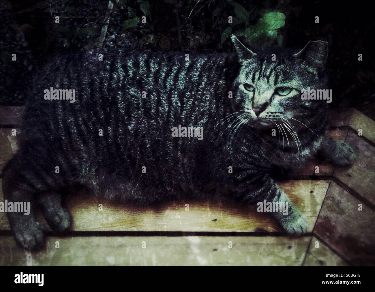 Big fat cat lying on a deck - Smartphone Captured Stock Image