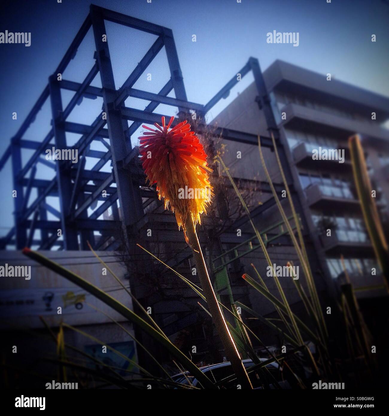 A flower grows in front of a steel building under construction in Colonia Roma, Mexico City, Mexico Stock Photo