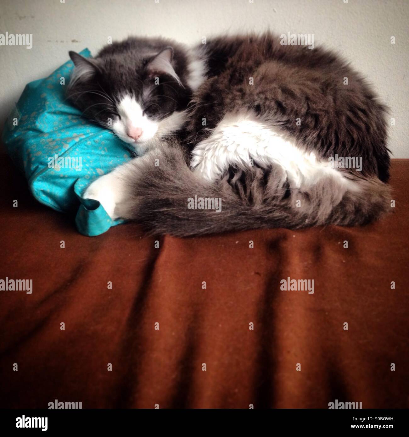 A cat sleeps on a blue bag in Mexico City, Mexico Stock Photo