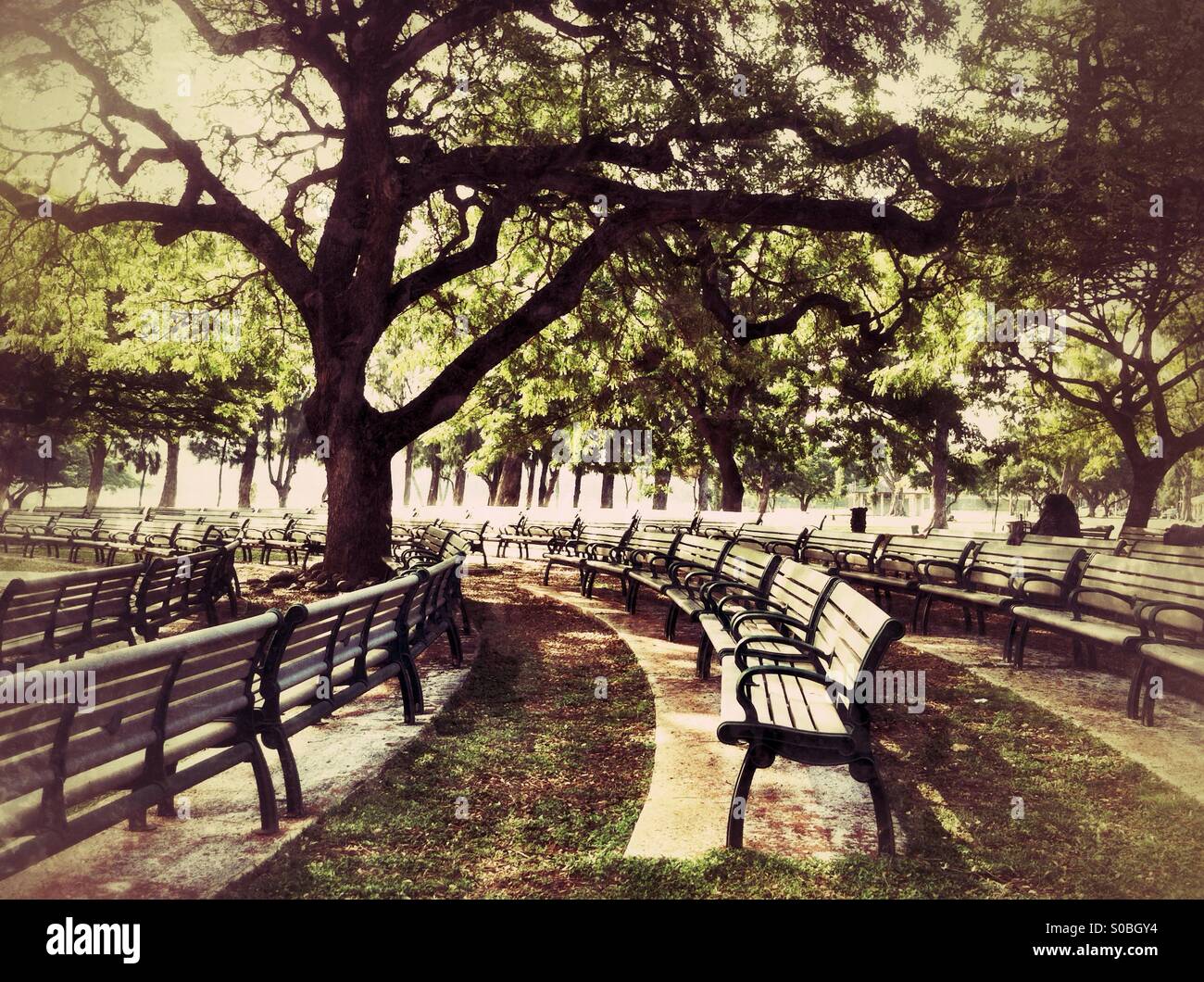 large monkey pod tree casts shade on rows of benches in the park in Honolulu, Hawaii - Smartphone Captured Stock Image