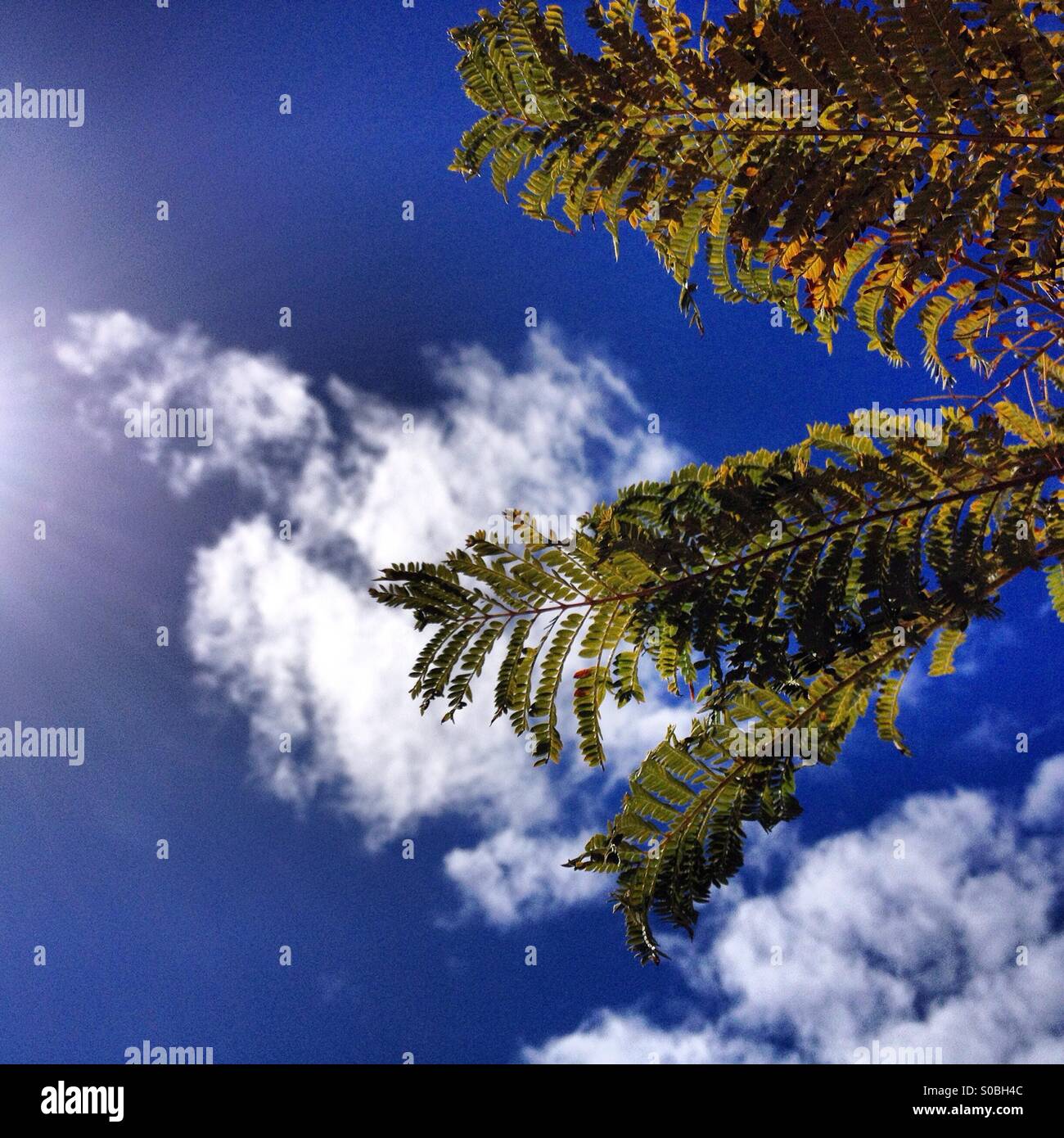 Green fern tree hi-res stock photography and images - Alamy