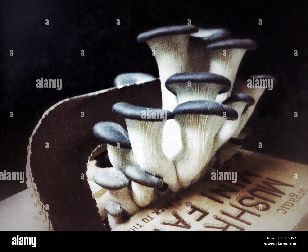 Oyster mushrooms growing out of the box - Smartphone Captured Stock Image