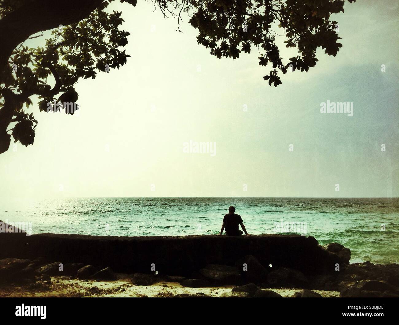 A person sitting on a log under a tree looking out to the ocean in ...