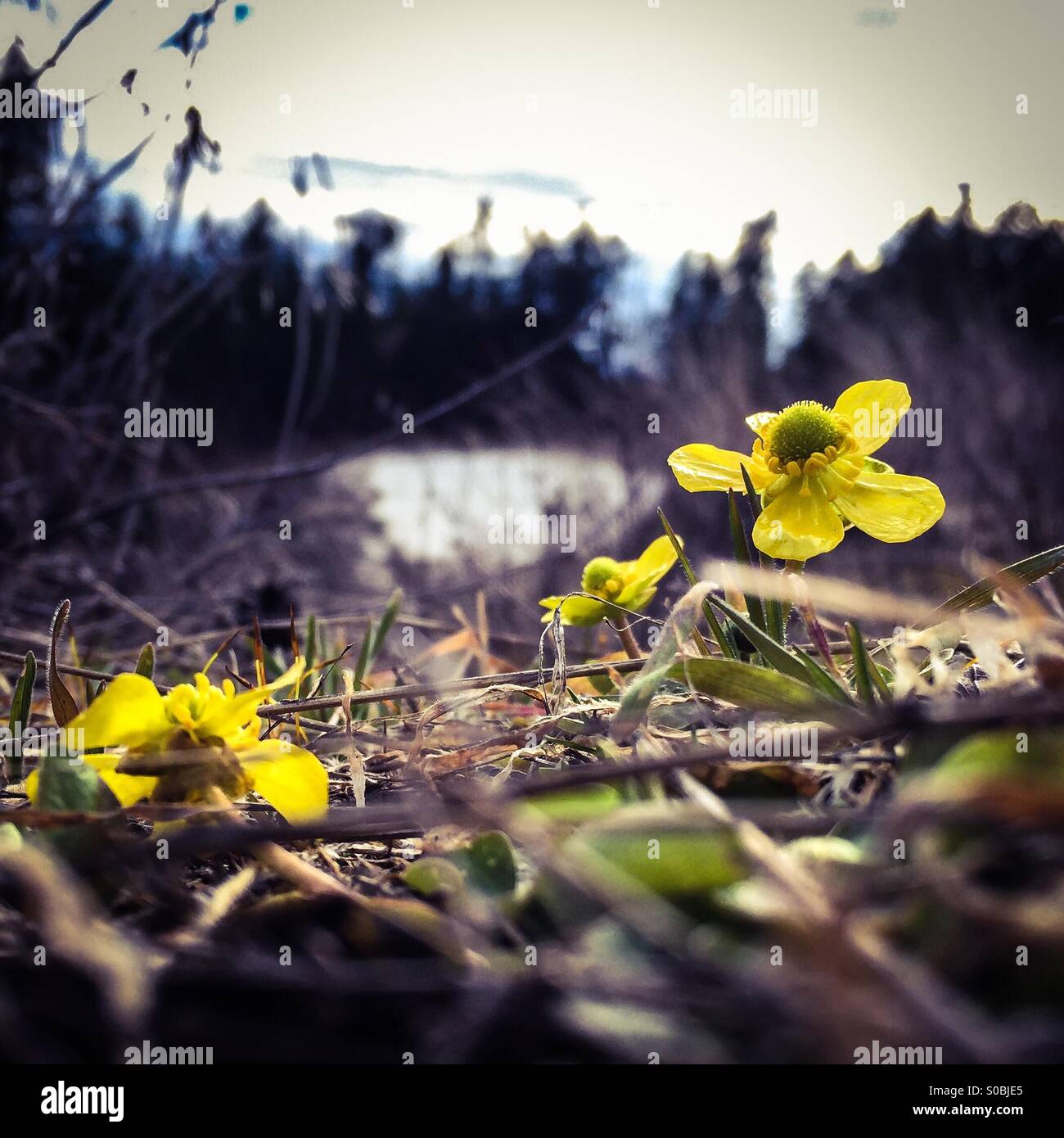 Sagebrush Buttercups; first signs of Spring Stock Photo Alamy