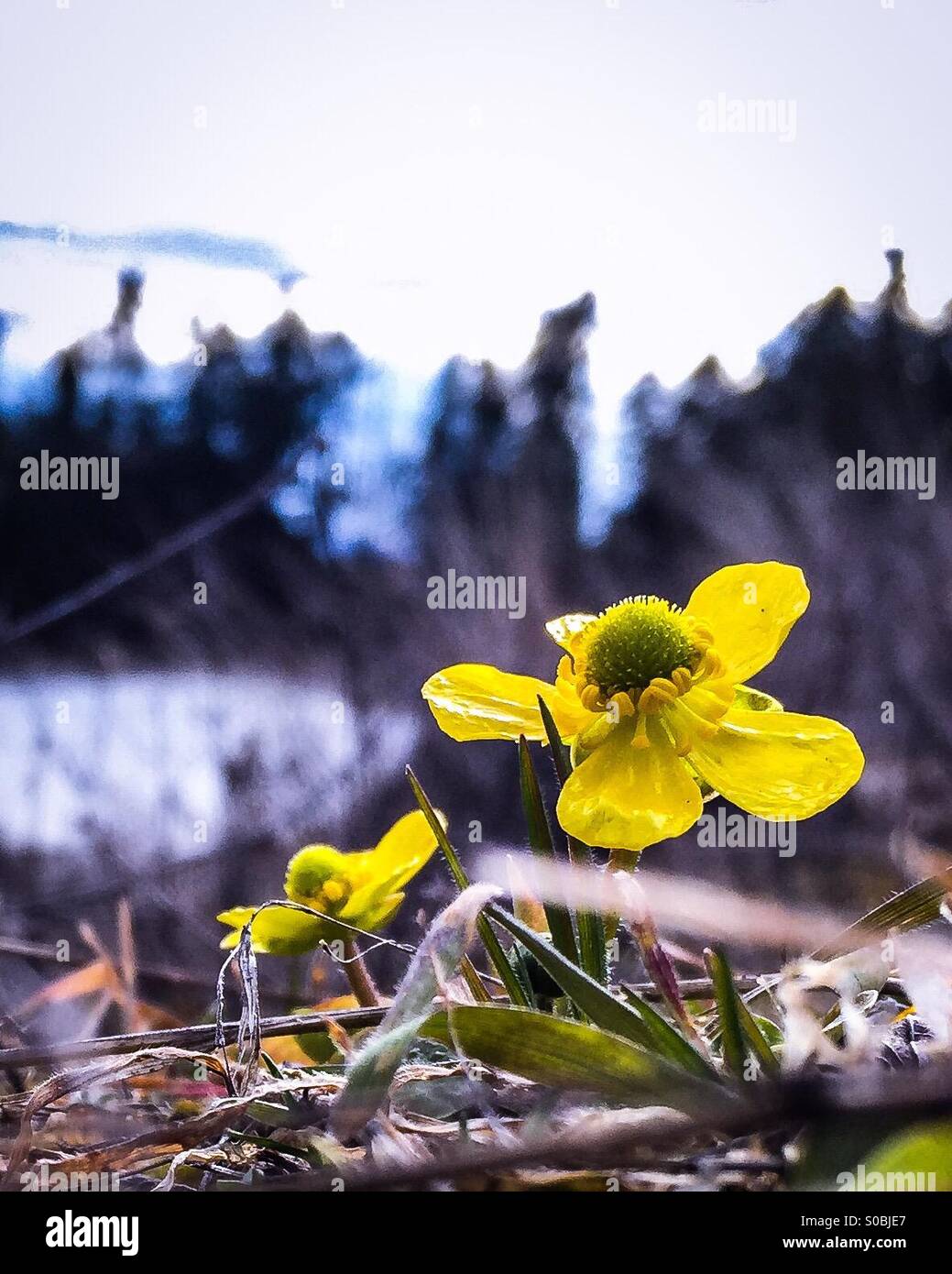 Sagebrush buttercup hires stock photography and images Alamy
